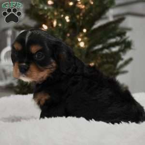 Fin, Cavalier King Charles Spaniel Puppy