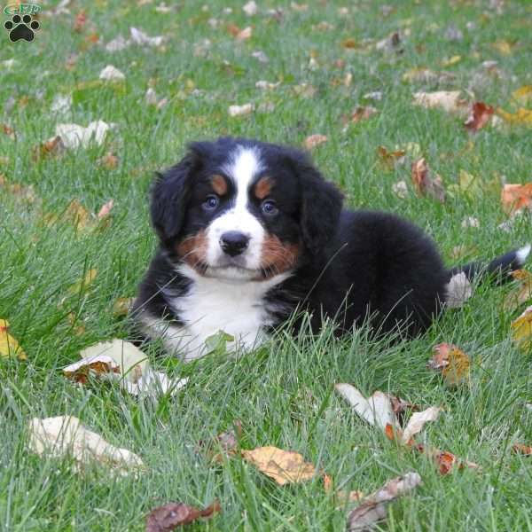 oliver, Bernese Mountain Dog Puppy