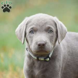 Izzy, Silver Labrador Retriever Puppy