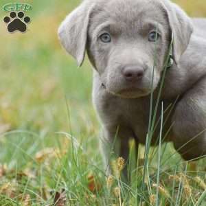 Izzy, Silver Labrador Retriever Puppy