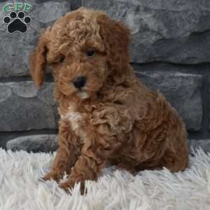 Sammy, Toy Poodle Puppy