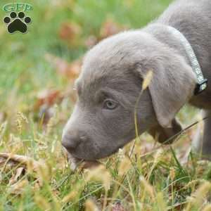 Izzy, Silver Labrador Retriever Puppy