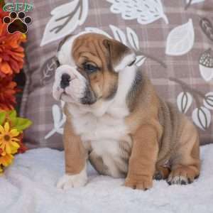 Mabel, English Bulldog Puppy