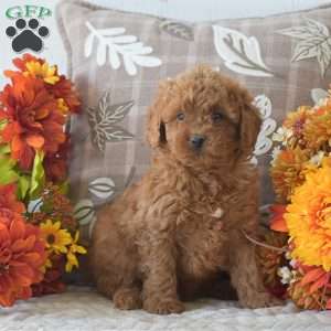 Rachel, Cavapoo Puppy