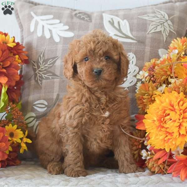 Rachel, Cavapoo Puppy