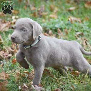 Izzy, Silver Labrador Retriever Puppy