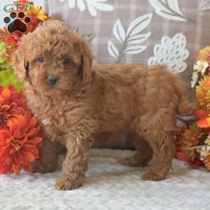 Rachel, Cavapoo Puppy