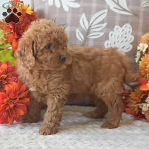 Rachel, Cavapoo Puppy