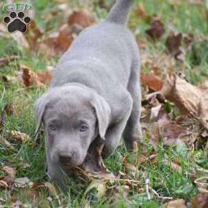 Izzy, Silver Labrador Retriever Puppy