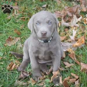 Izzy, Silver Labrador Retriever Puppy