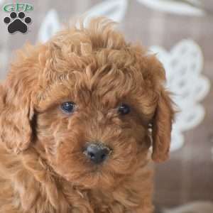 Rachel, Cavapoo Puppy