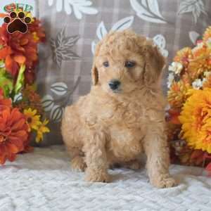 Ruffus, Cavapoo Puppy