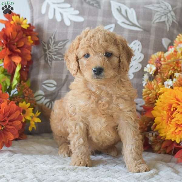 Ruffus, Cavapoo Puppy