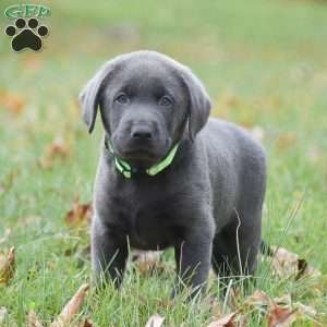 JJ, Charcoal Labrador Retriever Puppy