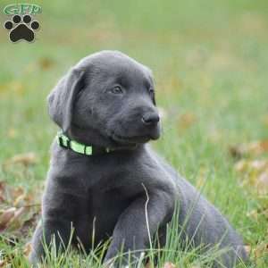 JJ, Charcoal Labrador Retriever Puppy