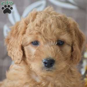 Ruffus, Cavapoo Puppy