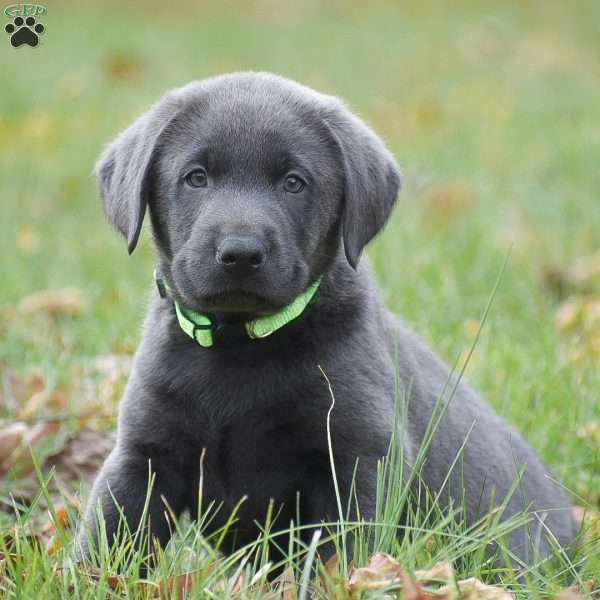 JJ, Charcoal Labrador Retriever Puppy