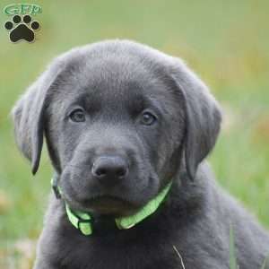 JJ, Charcoal Labrador Retriever Puppy