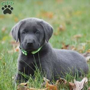 JJ, Charcoal Labrador Retriever Puppy