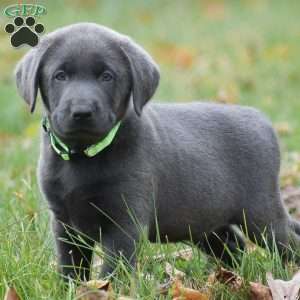 JJ, Charcoal Labrador Retriever Puppy