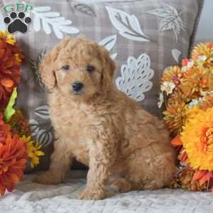 Ruffus, Cavapoo Puppy