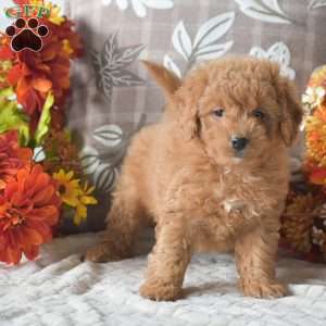 Roxie, Cavapoo Puppy