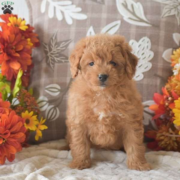 Roxie, Cavapoo Puppy