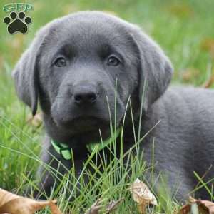 JJ, Charcoal Labrador Retriever Puppy