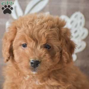 Roxie, Cavapoo Puppy