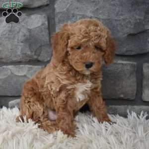 Sammy, Toy Poodle Puppy