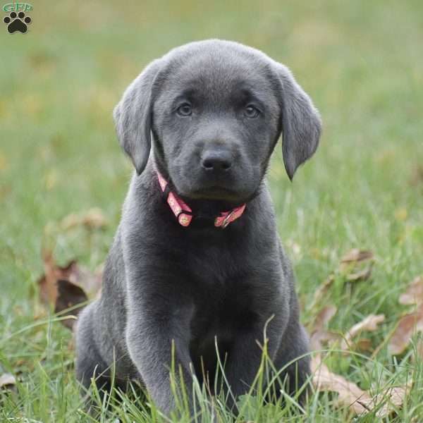 Chloe, Charcoal Labrador Retriever Puppy