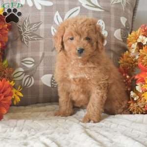 Roxie, Cavapoo Puppy