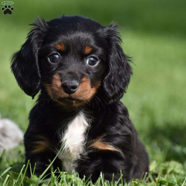 Honey, Dachshund Puppy