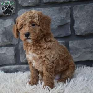 Sammy, Toy Poodle Puppy