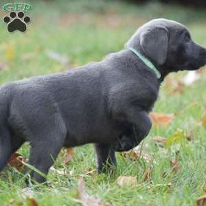 Cali, Charcoal Labrador Retriever Puppy