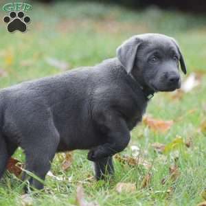Cali, Charcoal Labrador Retriever Puppy