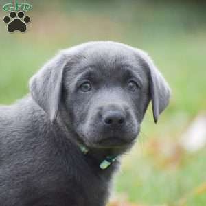 Cali, Charcoal Labrador Retriever Puppy