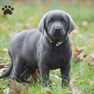 Cali, Charcoal Labrador Retriever Puppy