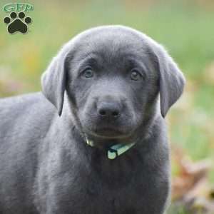 Cali, Charcoal Labrador Retriever Puppy