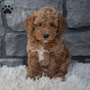Sammy, Toy Poodle Puppy