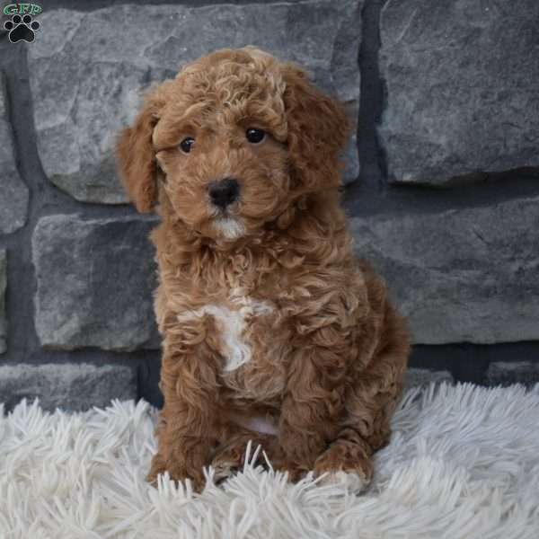 Sammy, Toy Poodle Puppy