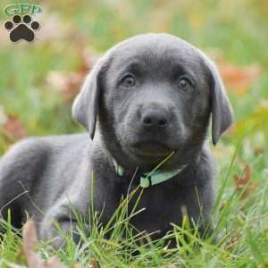 Cali, Charcoal Labrador Retriever Puppy