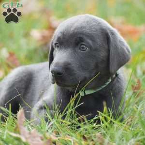 Cali, Charcoal Labrador Retriever Puppy