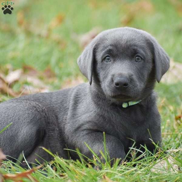 Cali, Charcoal Labrador Retriever Puppy