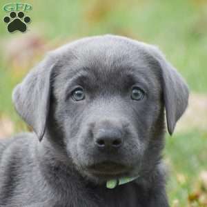 Cali, Charcoal Labrador Retriever Puppy