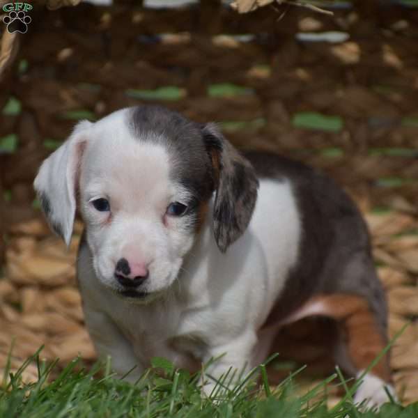 Echo, Dachshund Puppy
