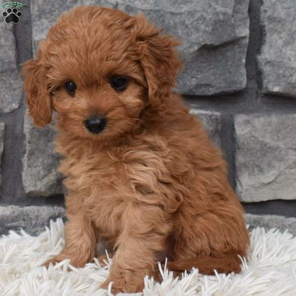 Bella, Cavapoo Puppy