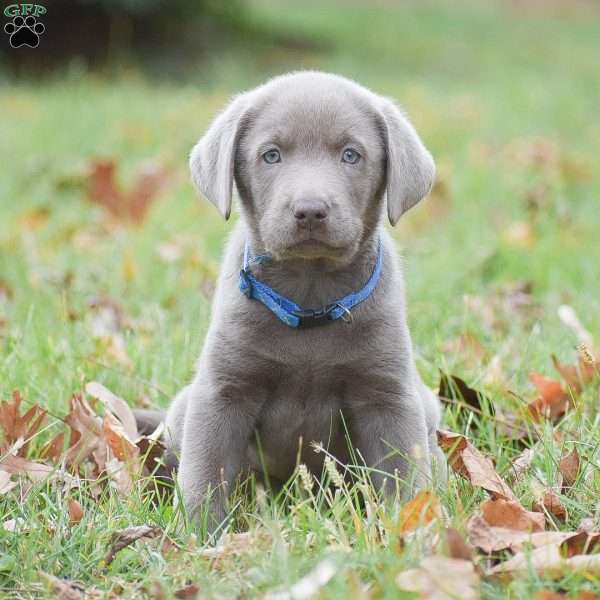 Micah, Silver Labrador Retriever Puppy