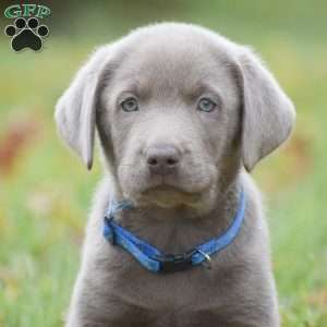 Micah, Silver Labrador Retriever Puppy