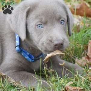 Micah, Silver Labrador Retriever Puppy